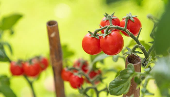 Tomatoes growing in the garden