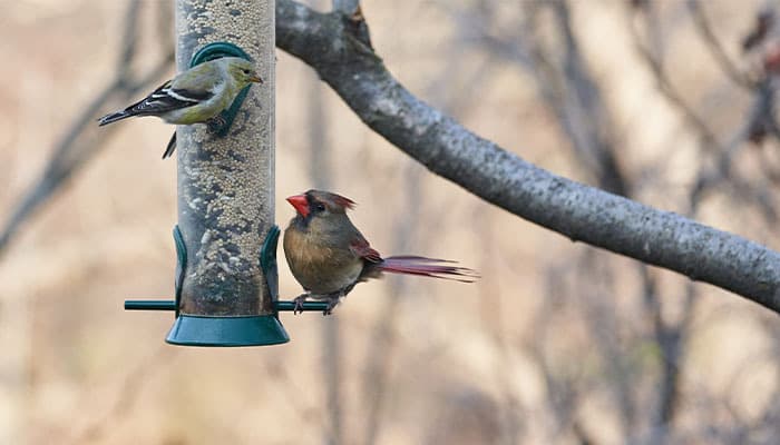 Birds eating from garden bird feeders