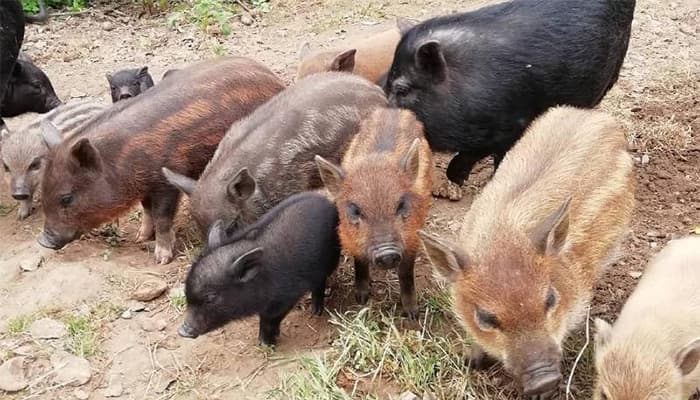 Piglets at Bowland Wild Boar Park